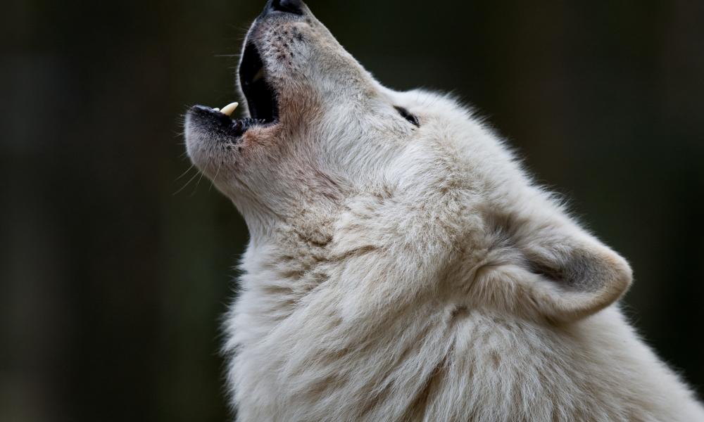 Howling Wolf