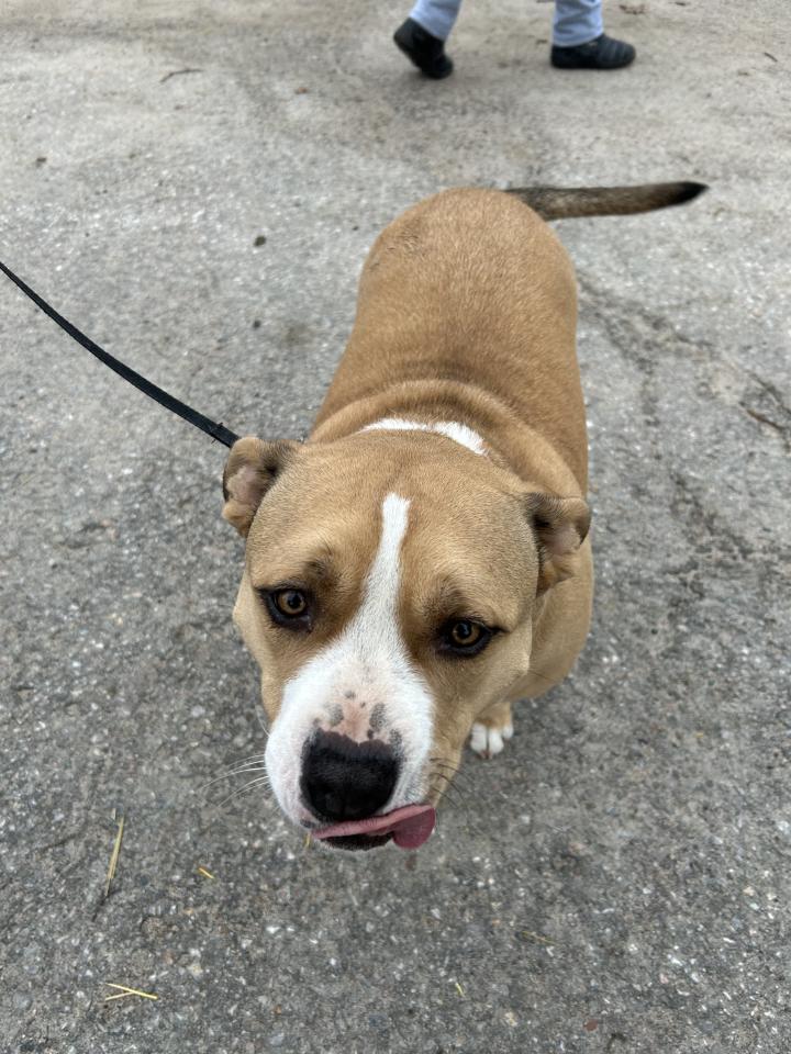 A happy brown dog with white facial features and patches that has their tongue out and is wagging their tail