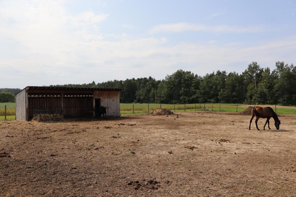 farm outbuilding with cows and food inside, and a horse 