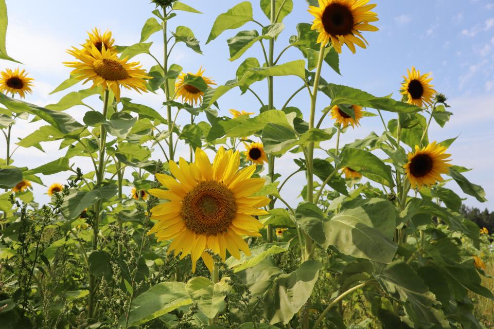 sunflowers