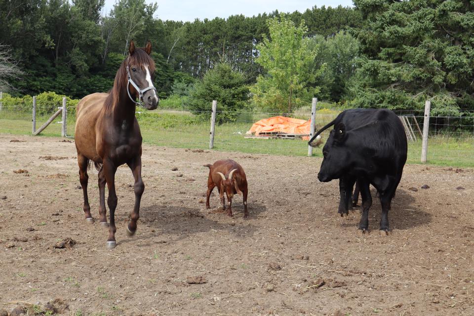 a horse, goat, and cow all standing next to each other 