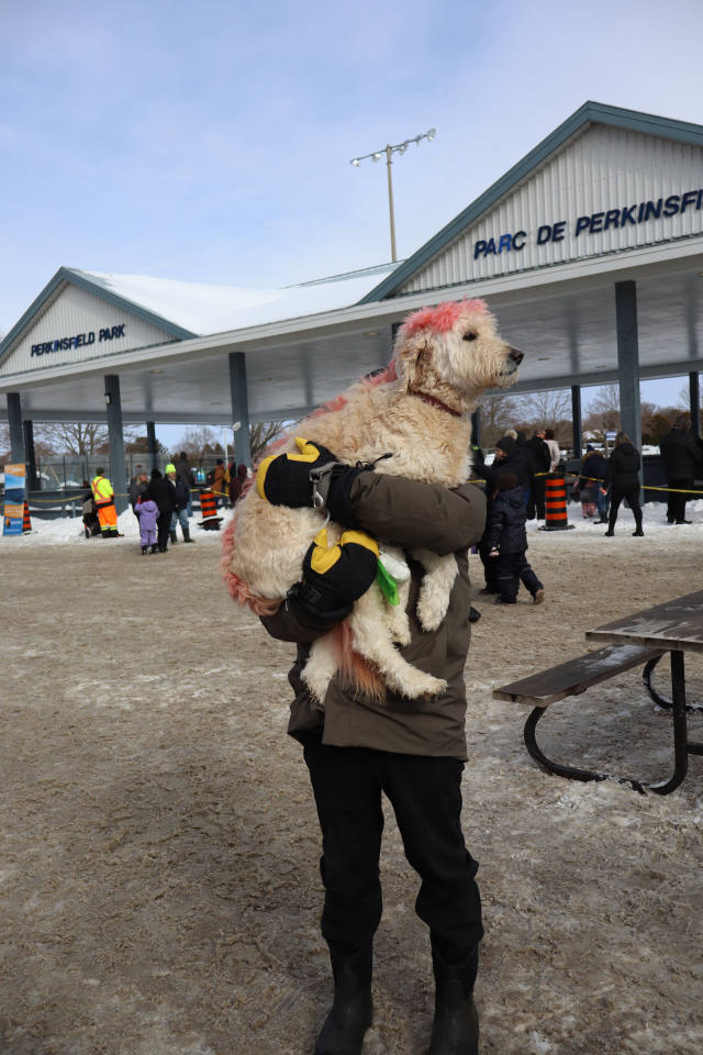 man holding his dog with a pink mohawk