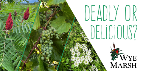 deadly or delicious wye marsh event on plants