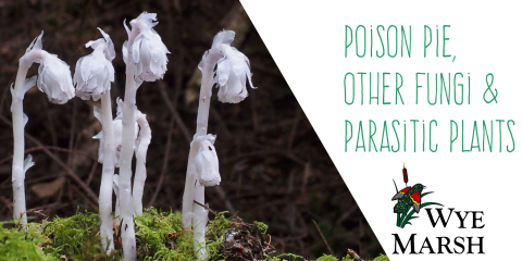 poison pie, other fungi, and parasitic plants wye marsh event with a picture of mushrooms