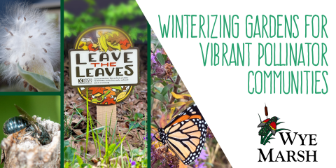 Winterizing Gardens For Vibrant Pollinator Communities